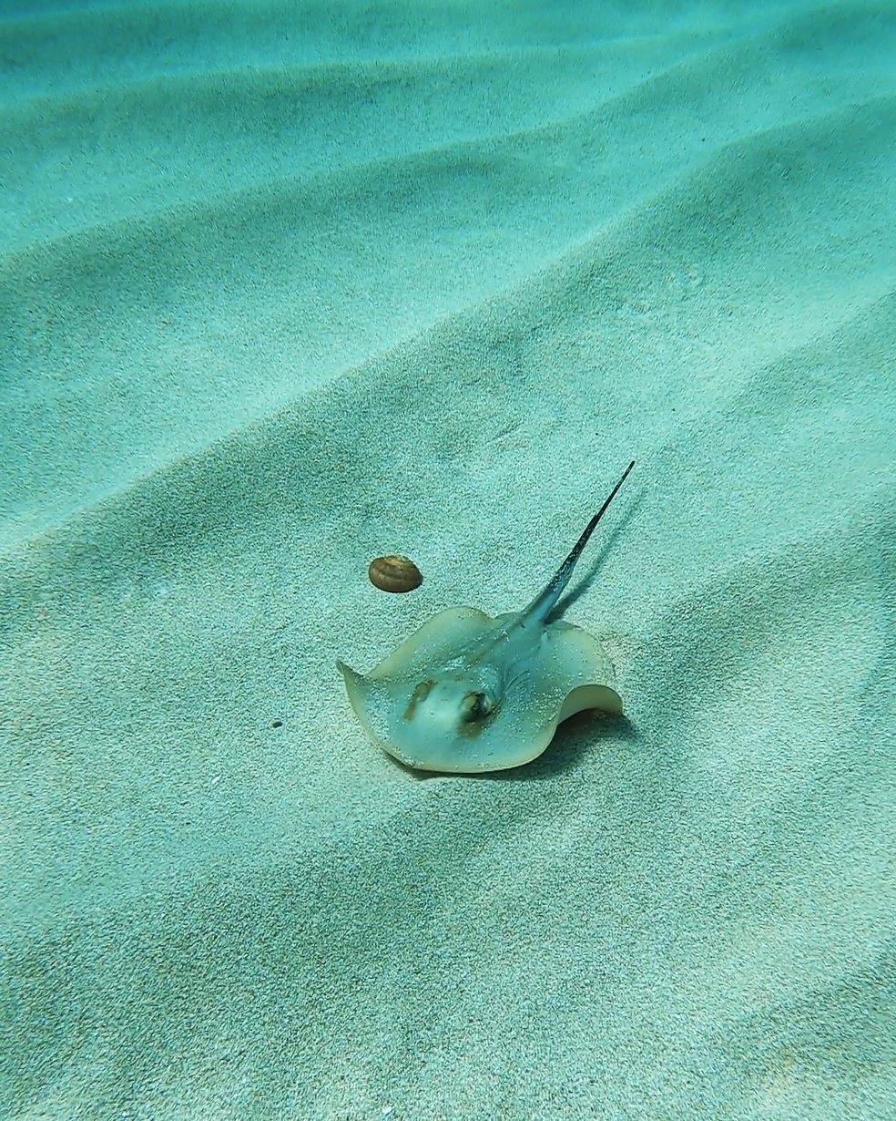 Stringray Menorca Snorkel spots mallorca – Activedayjob – Digital Nomads in Europa
